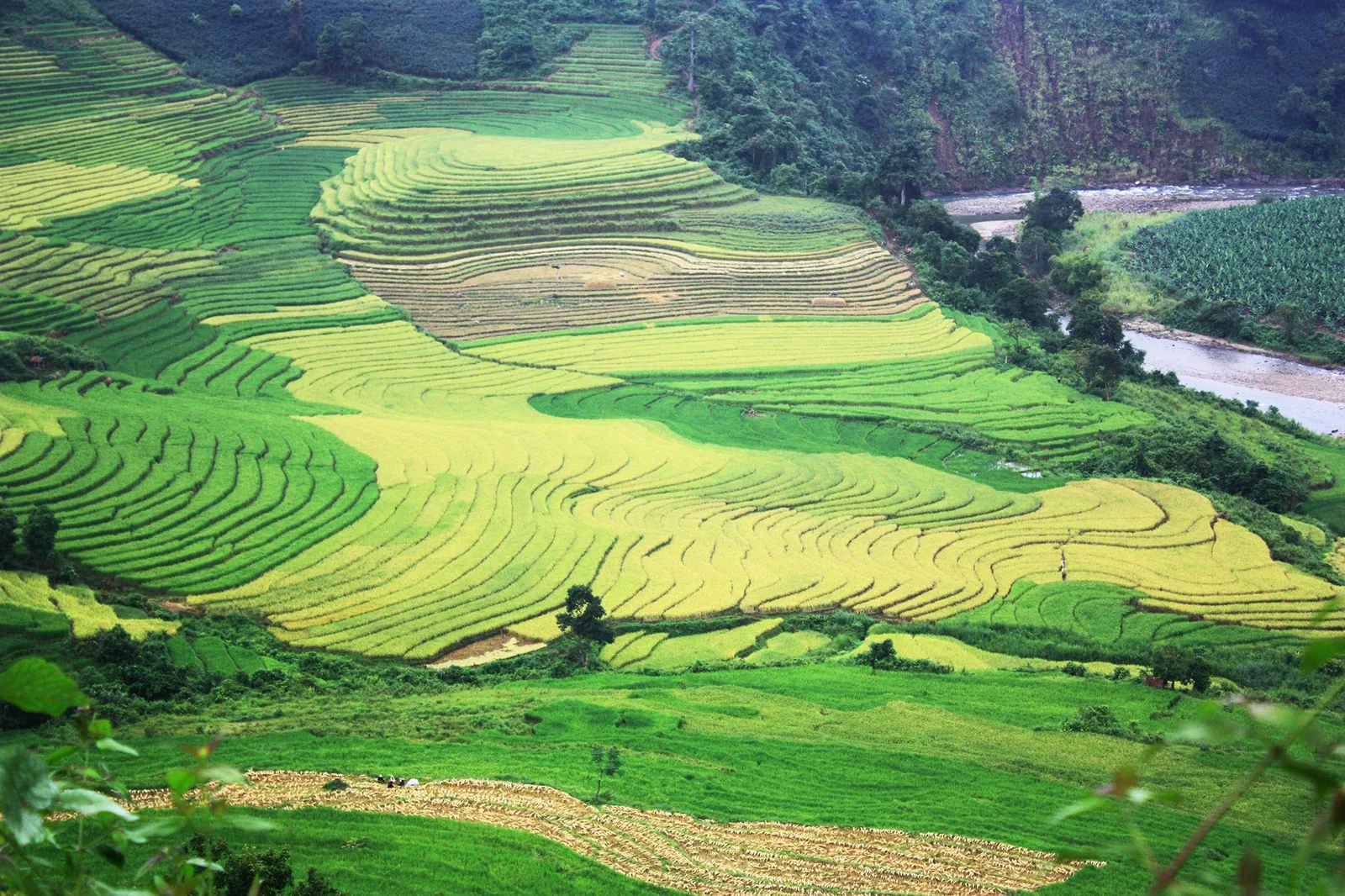 Golden and green rice terraces curve along a mountain valley near Y Ty, Sapa, Vietnam. Golden and green rice terraces curve along a mountain valley near Y Ty, Sapa, Vietnam.