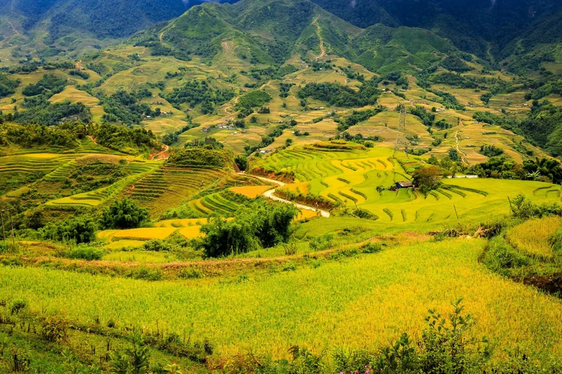 Golden and green rice terraces cascade down a mountain valley near Sapa. Golden and green rice terraces cascade down a mountain valley near Sapa.