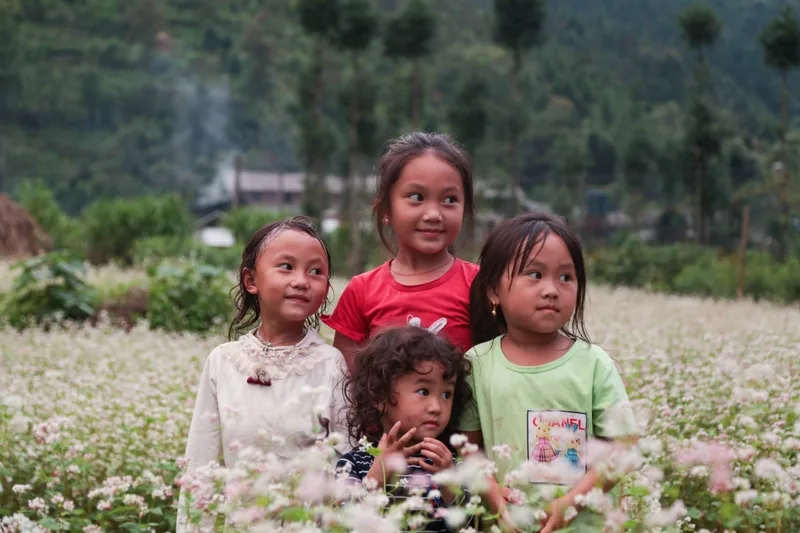Four local children stand together in a blooming buckwheat flower field in Ha Giang, Vietnam. Four local children stand together in a blooming buckwheat flower field in Ha Giang, Vietnam.