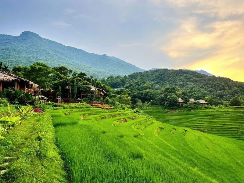 Green rice terraces surround thatched-roof bungalows below misty mountains in Pu Luong at sunset. Green rice terraces surround thatched-roof bungalows below misty mountains in Pu Luong at sunset.