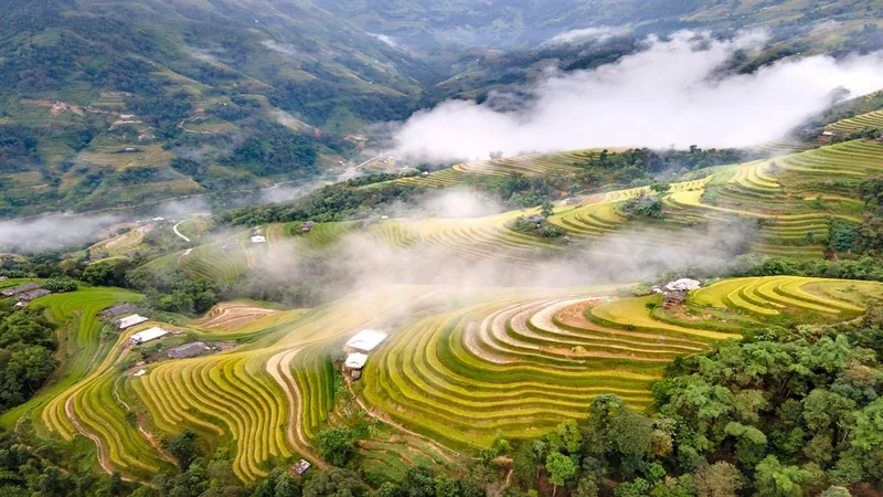 Mist drifts over golden terraced rice fields carved into the mountainside at Pu Luong. Mist drifts over golden terraced rice fields carved into the mountainside at Pu Luong.