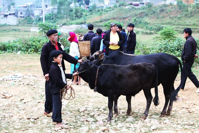 Local villagers gather with water buffalo at a rural market in Dong Van, Ha Giang. Local villagers gather with water buffalo at a rural market in Dong Van, Ha Giang.