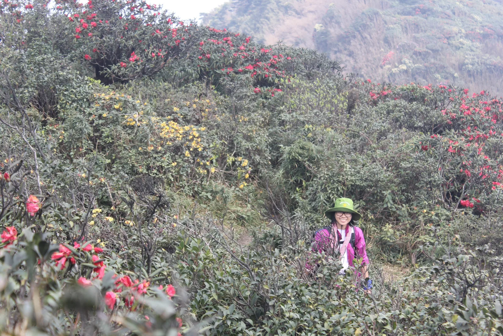 A hiker in a green hat walks through blooming red and yellow rhododendron shrubs on a misty mountainside near Y Ty, Sapa. A hiker in a green hat walks through blooming red and yellow rhododendron shrubs on a misty mountainside near Y Ty, Sapa.