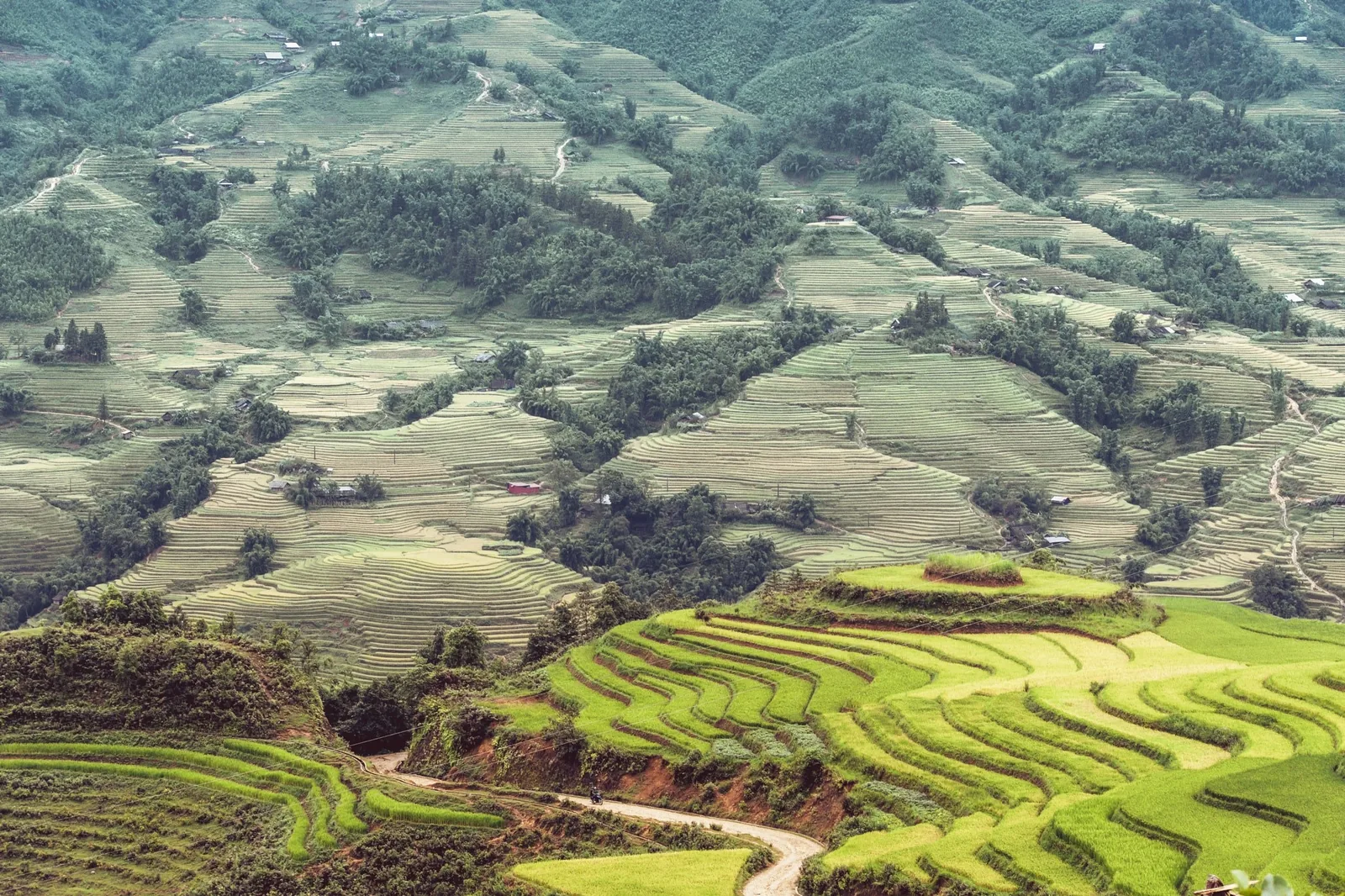 Green terraced rice fields cover the hillsides of a valley near Sapa with a winding dirt road below. Green terraced rice fields cover the hillsides of a valley near Sapa with a winding dirt road below.