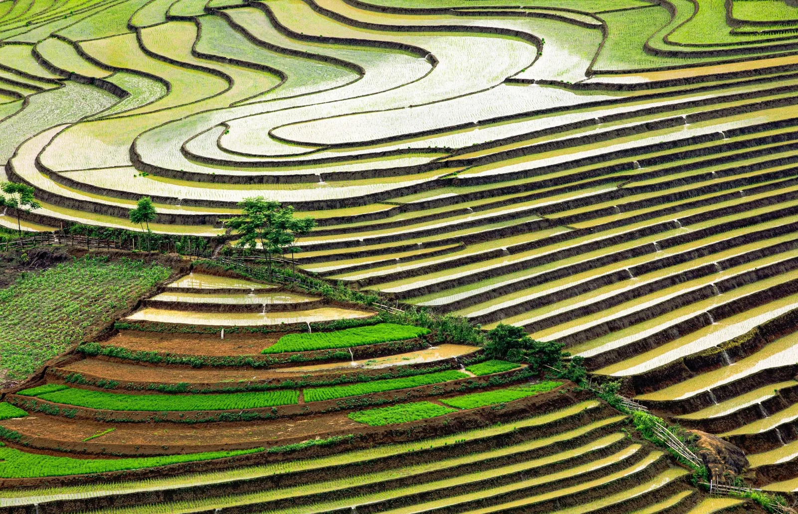 Aerial view of lush terraced rice fields with curving contours in Sapa, Vietnam. Aerial view of lush terraced rice fields with curving contours in Sapa, Vietnam.