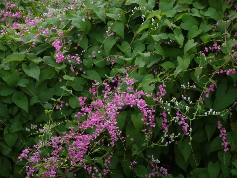 Pink coral vine flowers cascade over a dense green hedge in Pu Luong. Pink coral vine flowers cascade over a dense green hedge in Pu Luong.