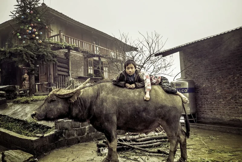 A boy lies across the back of a water buffalo in a Sapa village yard with wooden houses behind.