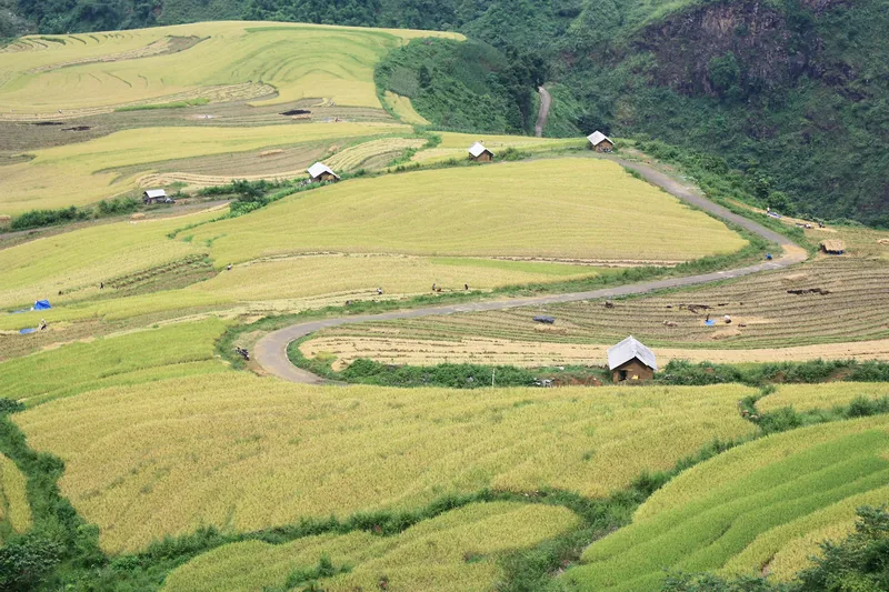 A winding road cuts through golden terraced rice fields dotted with small huts near Y Ty, Sapa.