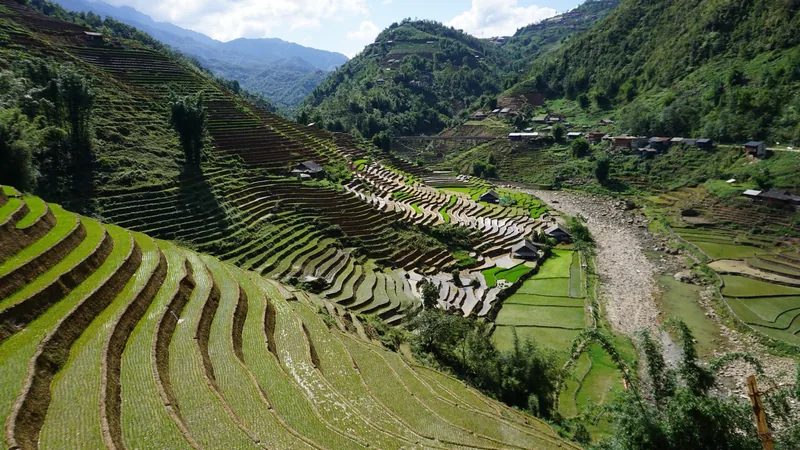 Green rice terraces cascade down a valley beside a rocky stream near Sapa, Vietnam. Green rice terraces cascade down a valley beside a rocky stream near Sapa, Vietnam.