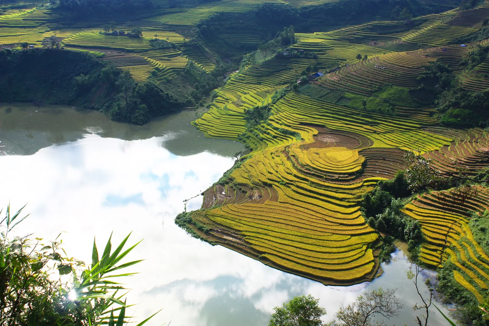 Golden terraced rice fields curve around a still lake in the mountains near Y Ty, Sapa, Lao Cai. Golden terraced rice fields curve around a still lake in the mountains near Y Ty, Sapa, Lao Cai.